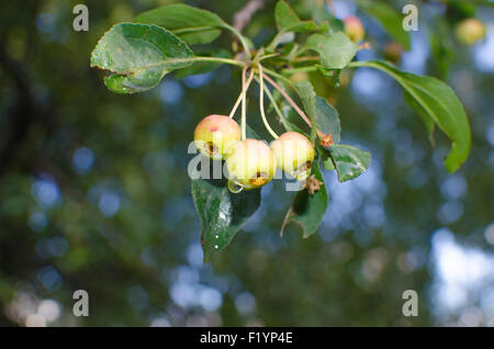 Melo, le mele con le gocce di pioggia, un piccolo ramo, melo, il ramo di un albero, ramo con piccole mele siberiano apple, piccola Foto Stock