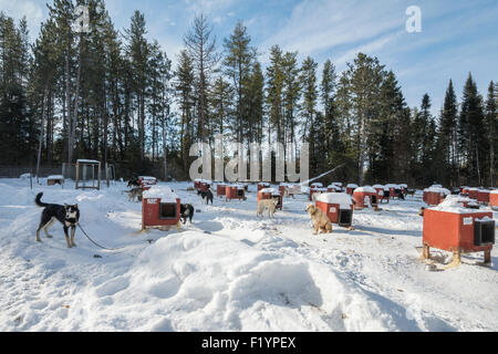 Cani Husky al di fuori del loro cane rosso case a corse su slitte trainate da cani canile, Ely, Minnesota, Stati Uniti d'America Foto Stock