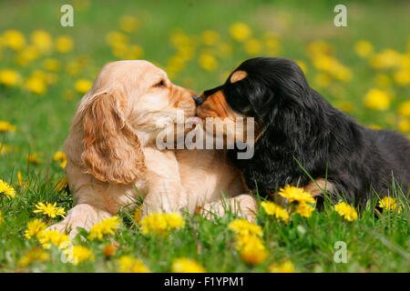 English Cocker Spaniel due cuccioli che giace il prato fiorito leccare ogni altri muso Germania Foto Stock