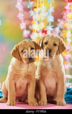 Il Labrador Retriever due cuccioli seduta anteriore ghirlande di fiori in Germania Foto Stock