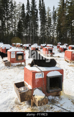 Molti cane rosso case per huskies kenneled per lo sleddog, Ely, Minnesota, Stati Uniti d'America Foto Stock