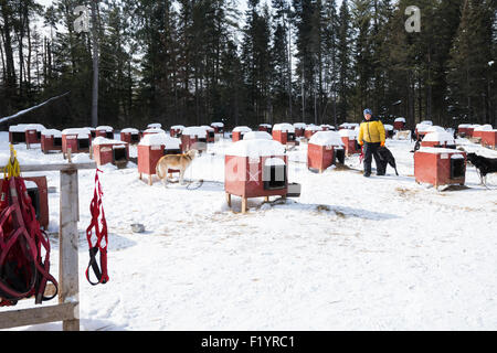 Molti cane rosso case per huskies kenneled per lo sleddog, Ely, Minnesota, Stati Uniti d'America Foto Stock