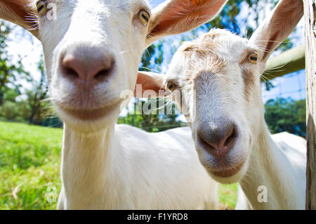 Curioso capre sull'isola di Hawaii caseificio di capra fattoria di formaggio in Hawaii Foto Stock