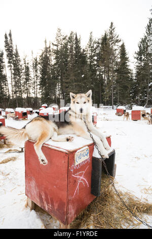 Husky cane si siede sulla parte superiore del suo cane rosso house presso le slitte trainate dai cani canile, Ely, Minnesota, Stati Uniti d'America Foto Stock