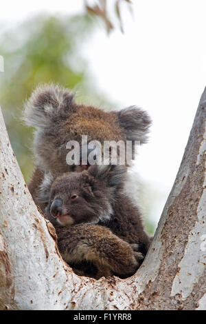 Koala (Phascolarctos cinereus) Madre e joey albero forcella Sud Australia Kangaroo Island Foto Stock