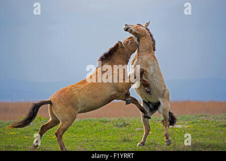 Przewalskis cavallo, cavallo selvatico della Mongolia (Equus ferus przewalskii) Stalloni combattendo il lago di Neusiedl Austria Foto Stock