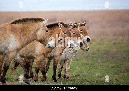 Cavallo Przewalskis, Cavallo selvatico Mongoliano (Equus ferus przewalskii) Famiglia Stand Lake Neusiedl Austria Foto Stock