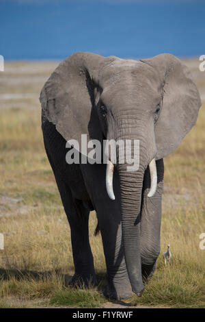 Elefante africano (Loxodonta africana) adulto e airone guardabuoi camminare erba secca Amboseli National Park in Kenya e Foto Stock