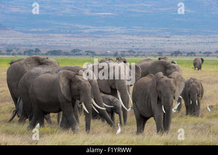 Elefante africano (Loxodonta africana) Allevamento rovistando in corrispondenza del Parco Nazionale Amboseli Kenya Foto Stock