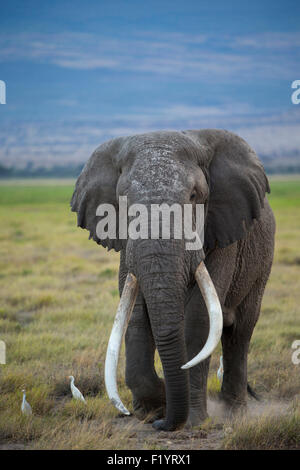 Elefante africano (Loxodonta africana) Coppia bull grandi zanne di Amboseli National Park in Kenya Foto Stock