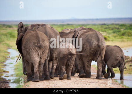 Elefante africano (Loxodonta africana) Allevamento allevamento a piedi su strada di polvere visto dalla parte posteriore del Parco Nazionale Amboseli Kenya Foto Stock