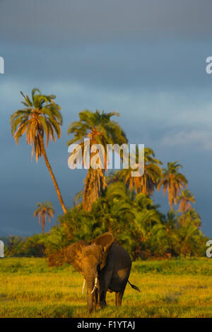 Elefante africano (Loxodonta africana)adulto rovistando in corrispondenza del Parco Nazionale Amboseli Kenya Foto Stock
