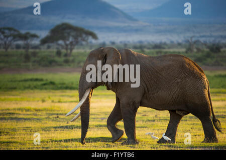 Elefante africano (Loxodonta africana) Coppia bull walking guardabuoi Amboseli National Park in Kenya Foto Stock