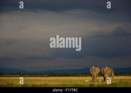Elefante africano (Loxodonta africana) tre vacche a piedi visto contro il cielo tempestoso Amboseli National Park in Kenya Foto Stock