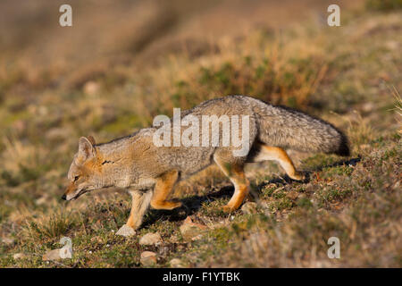 Culpeo (Lycalopex culpaeus) adulto a piedi parco nazionale Torres del Paine Cile Foto Stock