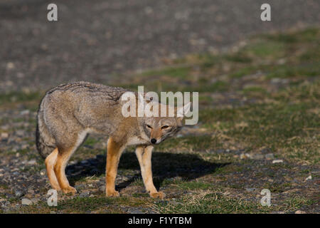 Culpeo (Lycalopex culpaeus) permanente degli adulti parco nazionale Torres del Paine Cile Foto Stock