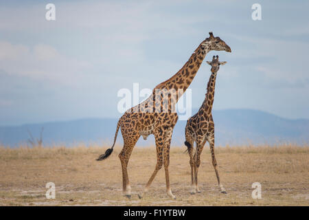 Masai Giraffe (Giraffa camelopardalis tippelskirchi) Coppia savana permanente del Parco Nazionale Amboseli Kenya Foto Stock