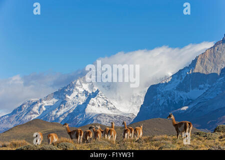 Guanaco (Lama guanicoe) Allevamento paesaggio montuoso del Parco Nazionale Torres del Paine Cile Foto Stock