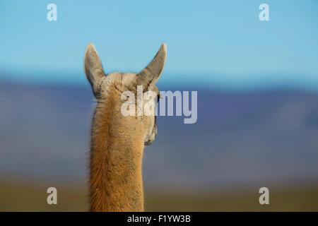 Guanaco (Lama guanicoe) fissando int distanza visto dalla parte posteriore del Parco Nazionale Torres del Paine Cile Foto Stock