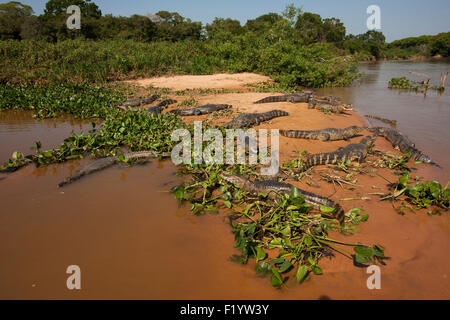 Caimano Yacare (yacare Caimano)gruppo appoggio riverbank Pantanal Brasile Foto Stock