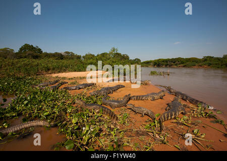 Caimano Yacare (yacare Caimano)gruppo appoggio riverbank Pantanal Brasile Foto Stock