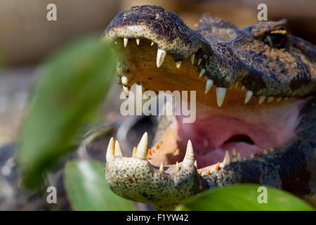 Caimano Yacare (yacare Caimano) Ritratto di adulto bocca aperta Pantanal Brasile Foto Stock