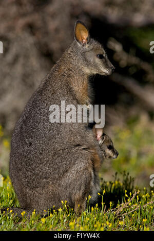 Tammar Wallaby (Macropus eugenii) femmina joey pouch South Australia Kangaroo Island Foto Stock