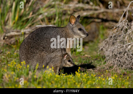 Tammar Wallaby (Macropus eugenii) femmina joey pouch South Australia Kangaroo Island Foto Stock