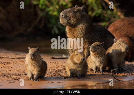 Capibara (Hydrochoerus hydrochaeris) Famiglia giovani sandbank Pantanal Brasile Foto Stock