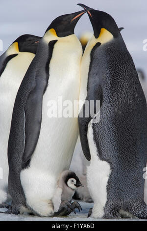 Pinguino imperatore (Aptenodytes forsteri) giovane chick Snow Hill Island Antartide Foto Stock