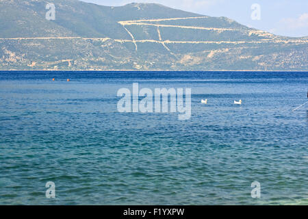 Due cigni sulla superficie dell'acqua Foto Stock