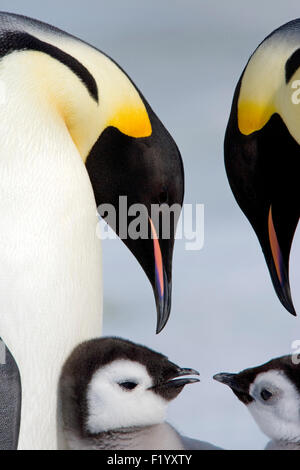 Pinguino imperatore (Aptenodytes forsteri) Due adulti pulcini Snow Hill Island Antartide Foto Stock