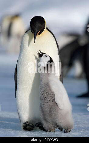 Pinguino imperatore (Aptenodytes forsteri) Adulti pulcino di accattonaggio Snow Hill Island Antartide Foto Stock