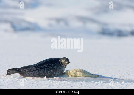 Guarnizione inanellato (Pusa hispida, Phoca hispida) Madre e pup su ghiaccio Svalbard Foto Stock