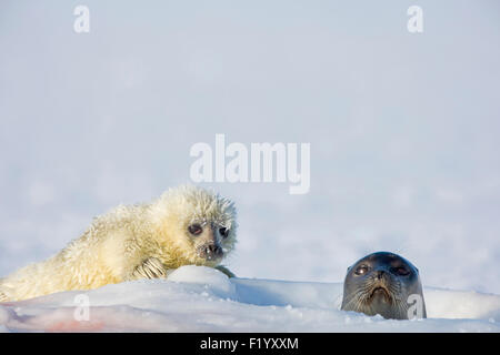 Guarnizione inanellato (Pusa hispida Phoca hispida) Madre guardando fuori dal foro per la respirazione il bambino che giace accanto a esso Svalbard Foto Stock