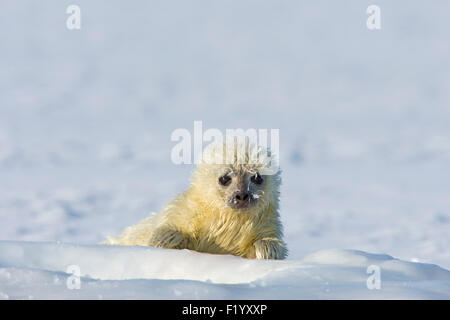 Guarnizione inanellato (Pusa hispida Phoca hispida) Pup ghiaccio accanto al foro per la respirazione di sua madre Svalbard Foto Stock