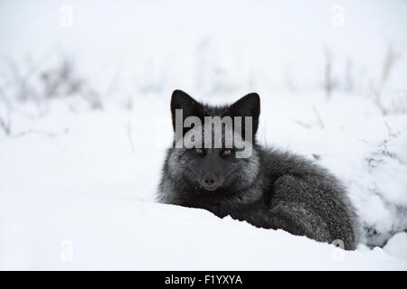 Argento volpe (Vulpes vulpes) melanistic forma di North American Red Fox giacente neve della Baia di Hudson in Canada Foto Stock