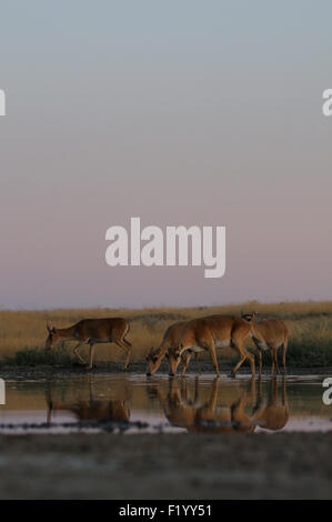 Wild Saiga antilopi a irrigazione nelle steppe di mattina Foto Stock