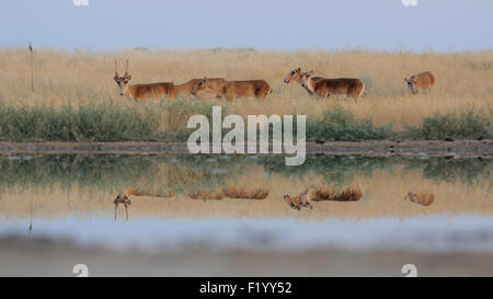 Wild Saiga antilopi a irrigazione nelle steppe di mattina Foto Stock