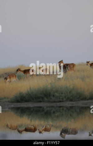 Wild Saiga antilopi a irrigazione nelle steppe di mattina Foto Stock