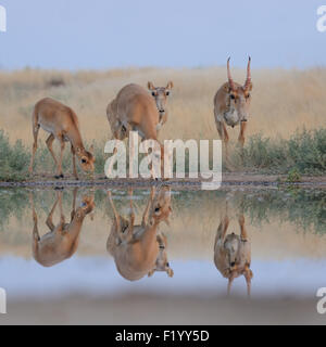 Wild Saiga antilopi a irrigazione nelle steppe di mattina Foto Stock