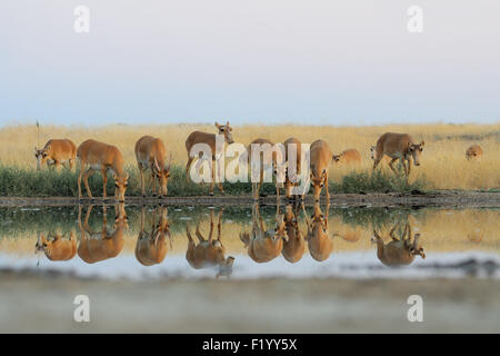 Wild Saiga antilopi a irrigazione nelle steppe di mattina Foto Stock