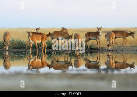 Wild Saiga antilopi a irrigazione nelle steppe di mattina Foto Stock