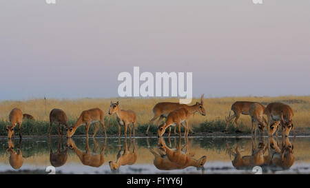 Wild Saiga antilopi a irrigazione nelle steppe di mattina Foto Stock