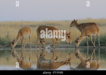 Wild Saiga antilopi a irrigazione nelle steppe di mattina Foto Stock