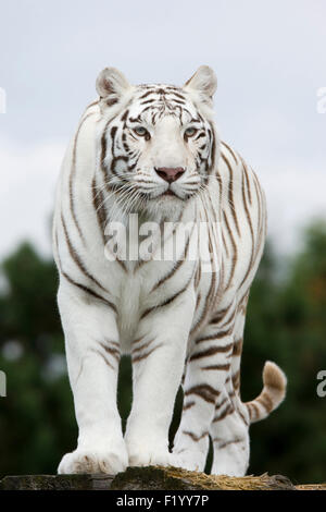 Tigre bianca del Bengala (Panthera tigris) rock permanente Stukenbrock Safari Park Germania Foto Stock