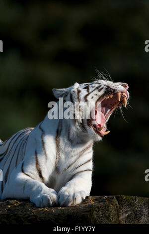 Tigre bianca del Bengala (Panthera tigris) adulto giacente rock mentre sbadigli Stukenbrock Safari Park Germania Foto Stock