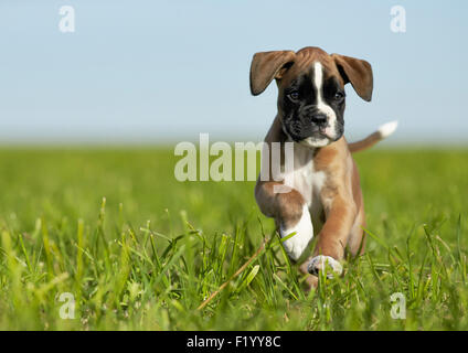 Boxer. Cucciolo che corre su un prato Germania Foto Stock