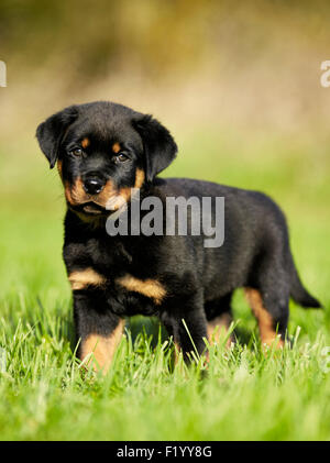 Rottweiler. Cucciolo di lon permanente un awn Germania Foto Stock