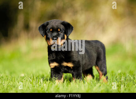 Rottweiler. Puppy in piedi su un prato Germania Foto Stock